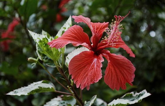 10個(gè)PR剪輯技巧，提高你的剪輯效率